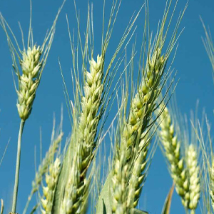 Wheat From Organic Farms
